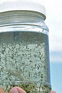 Mosquito larvae in jar