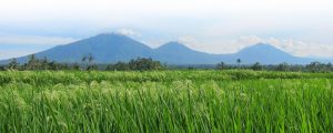 Bali Silent Retreat - Mountain range and rice terrace