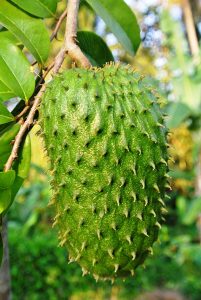 Soursop