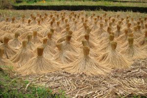 Rice harvest